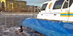 В центре Москвы спасли утку